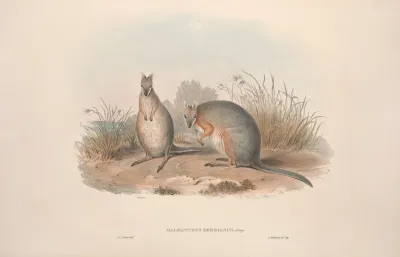 A Monograph Of The Macropodidae Or Family Of Kangaroos Pl 11