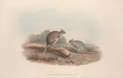 A Monograph Of The Macropodidae Or Family Of Kangaroos Pl 12