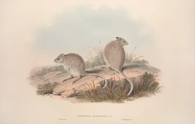 A Monograph Of The Macropodidae Or Family Of Kangaroos Pl 13