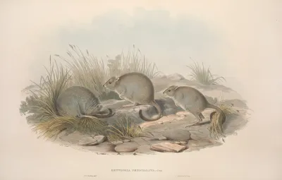 A Monograph Of The Macropodidae Or Family Of Kangaroos Pl 14