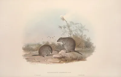 A Monograph Of The Macropodidae Or Family Of Kangaroos Pl 15