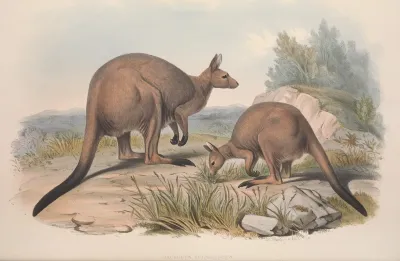 A Monograph Of The Macropodidae Or Family Of Kangaroos Pl 16