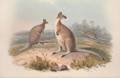 A Monograph Of The Macropodidae Or Family Of Kangaroos Pl 17