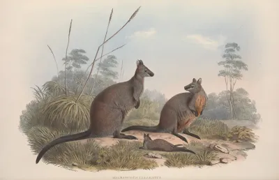 A Monograph Of The Macropodidae Or Family Of Kangaroos Pl 18