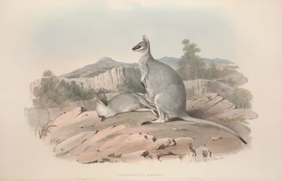 A Monograph Of The Macropodidae Or Family Of Kangaroos Pl 19