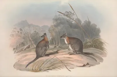 A Monograph Of The Macropodidae Or Family Of Kangaroos Pl 21