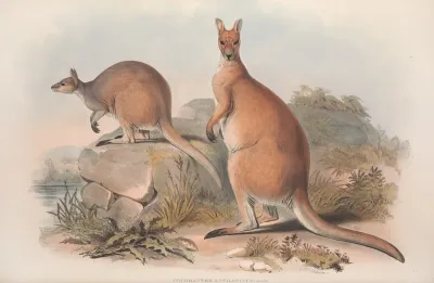 A Monograph Of The Macropodidae Or Family Of Kangaroos Pl 22
