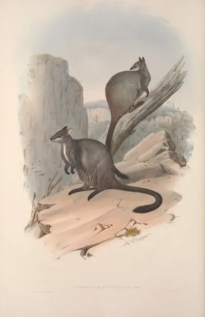 A Monograph Of The Macropodidae Or Family Of Kangaroos Pl 23