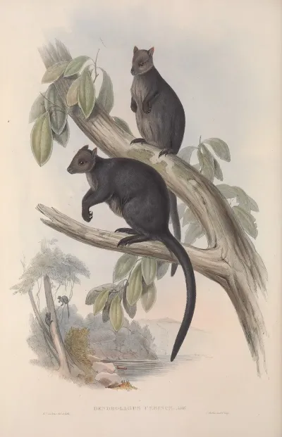 A Monograph Of The Macropodidae Or Family Of Kangaroos Pl 26