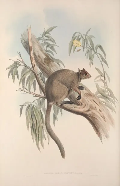 A Monograph Of The Macropodidae Or Family Of Kangaroos Pl 27