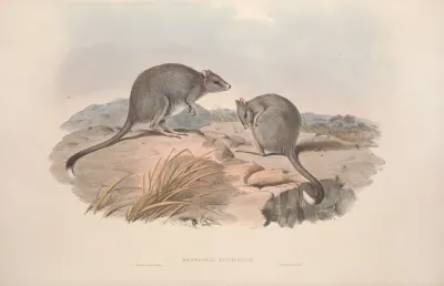 A Monograph Of The Macropodidae Or Family Of Kangaroos Pl 29