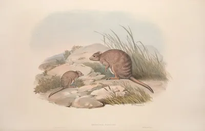A Monograph Of The Macropodidae Or Family Of Kangaroos Pl 30