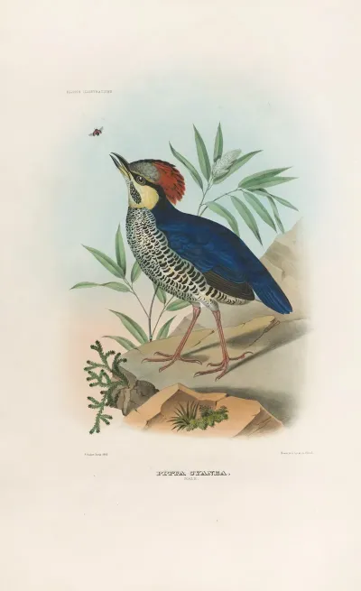 A Monograph Of The Pittidae Or Family Of Ant Thrushes Pl 03