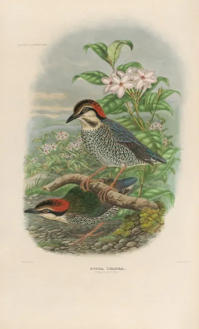 A Monograph Of The Pittidae Or Family Of Ant Thrushes Pl 04