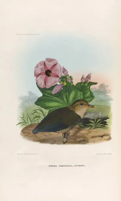 A Monograph Of The Pittidae Or Family Of Ant Thrushes Pl 06