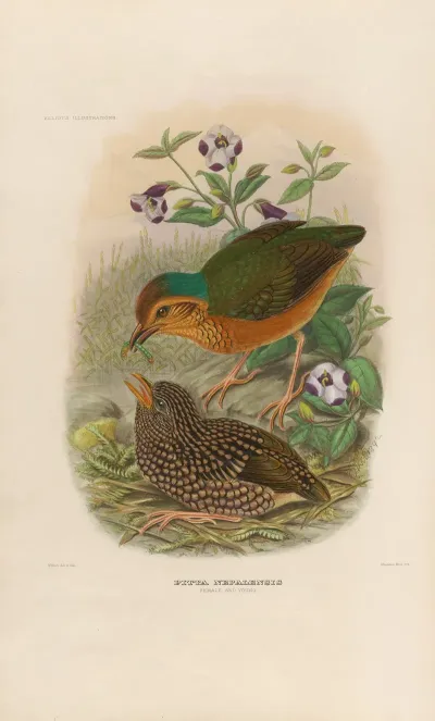 A Monograph Of The Pittidae Or Family Of Ant Thrushes Pl 07