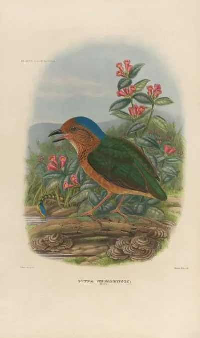 A Monograph Of The Pittidae Or Family Of Ant Thrushes Pl 08