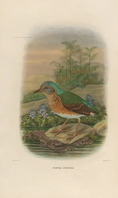 A Monograph Of The Pittidae Or Family Of Ant Thrushes Pl 09
