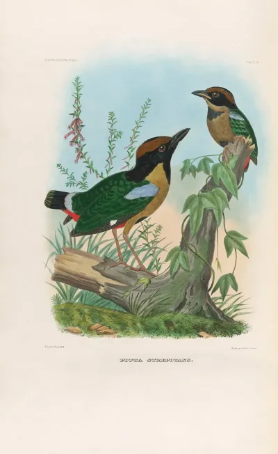 A Monograph Of The Pittidae Or Family Of Ant Thrushes Pl 11