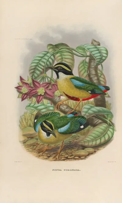 A Monograph Of The Pittidae Or Family Of Ant Thrushes Pl 12