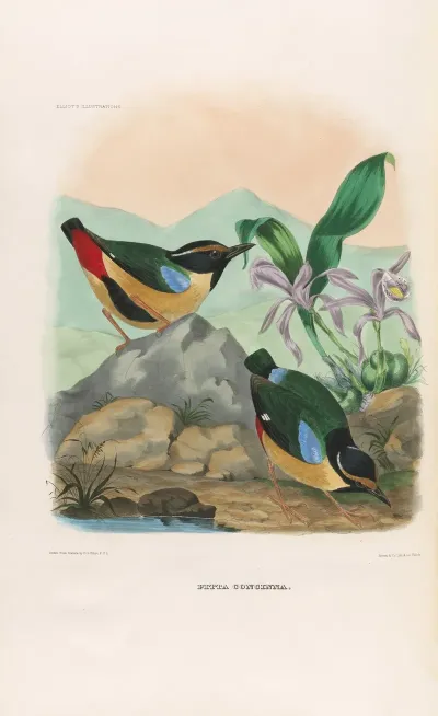 A Monograph Of The Pittidae Or Family Of Ant Thrushes Pl 13