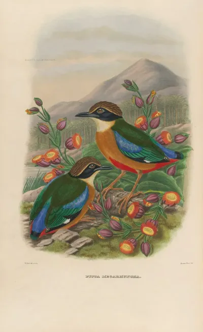 A Monograph Of The Pittidae Or Family Of Ant Thrushes Pl 16