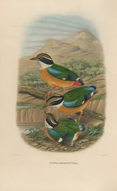 A Monograph Of The Pittidae Or Family Of Ant Thrushes Pl 17