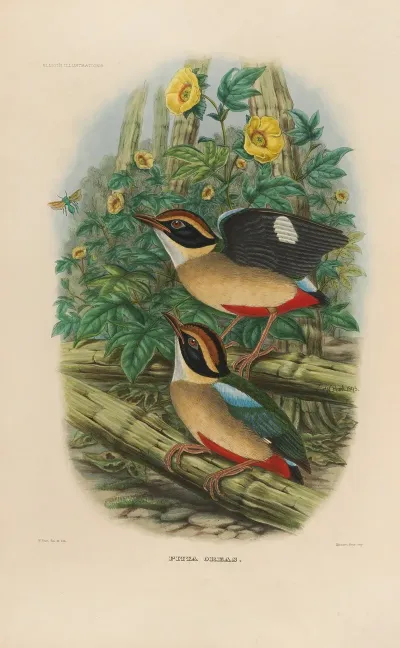 A Monograph Of The Pittidae Or Family Of Ant Thrushes Pl 18