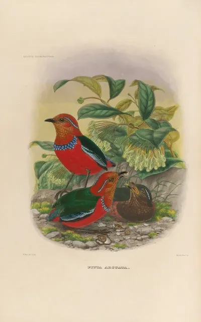 A Monograph Of The Pittidae Or Family Of Ant Thrushes Pl 25