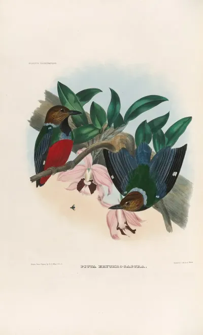 A Monograph Of The Pittidae Or Family Of Ant Thrushes Pl 27