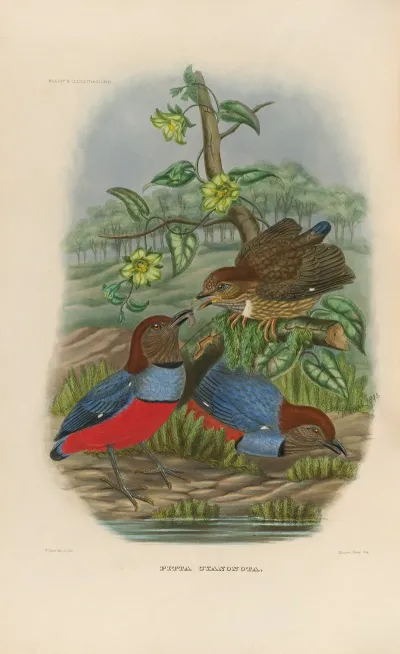 A Monograph Of The Pittidae Or Family Of Ant Thrushes Pl 30