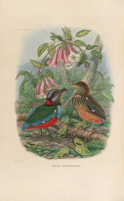 A Monograph Of The Pittidae Or Family Of Ant Thrushes Pl 33