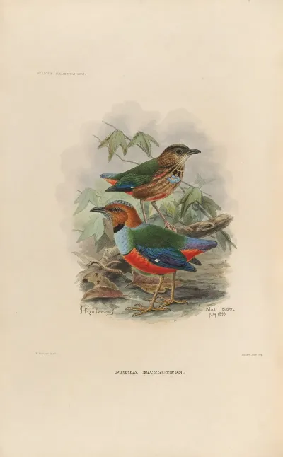 A Monograph Of The Pittidae Or Family Of Ant Thrushes Pl 37
