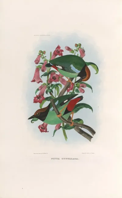 A Monograph Of The Pittidae Or Family Of Ant Thrushes Pl 39