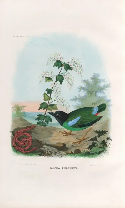 A Monograph Of The Pittidae Or Family Of Ant Thrushes Pl 41
