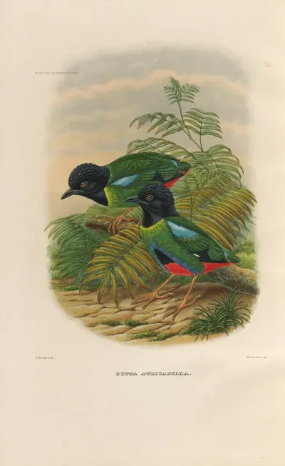 A Monograph Of The Pittidae Or Family Of Ant Thrushes Pl 43