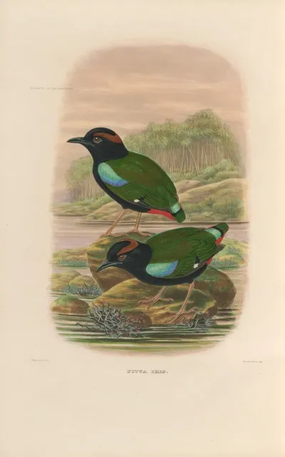 A Monograph Of The Pittidae Or Family Of Ant Thrushes Pl 45