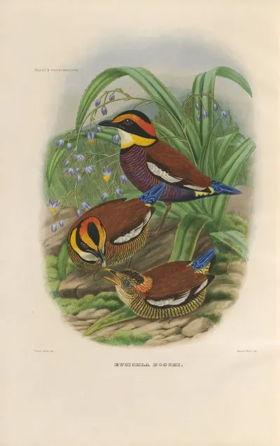 A Monograph Of The Pittidae Or Family Of Ant Thrushes Pl 48