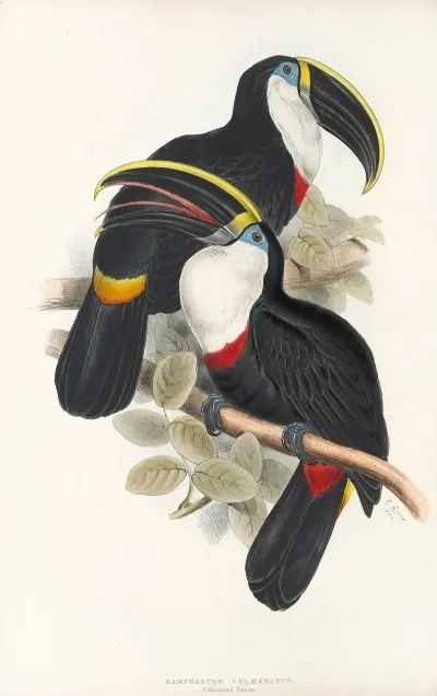 A Monograph Of The Ramphastidae Or Family Of Toucans Pl 01