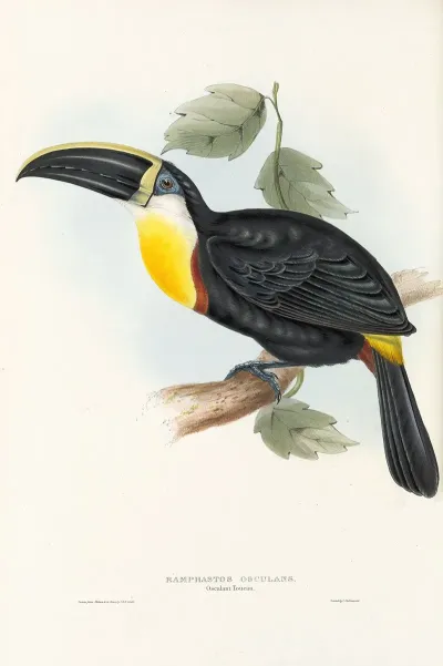 A Monograph Of The Ramphastidae Or Family Of Toucans Pl 05