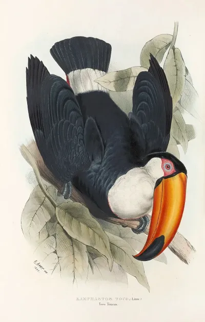 A Monograph Of The Ramphastidae Or Family Of Toucans Pl 06
