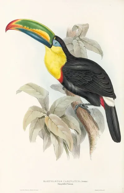 A Monograph Of The Ramphastidae Or Family Of Toucans Pl 07