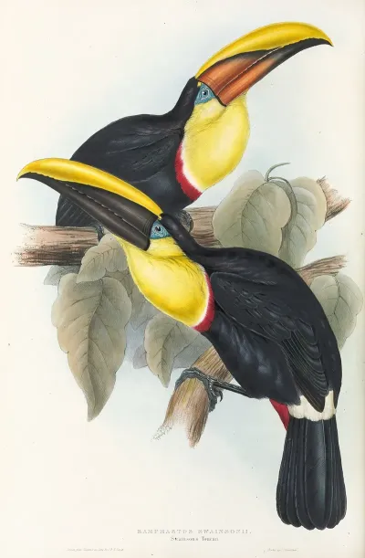 A Monograph Of The Ramphastidae Or Family Of Toucans Pl 08