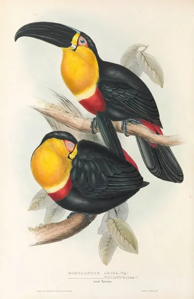 A Monograph Of The Ramphastidae Or Family Of Toucans Pl 10