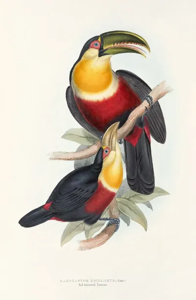 A Monograph Of The Ramphastidae Or Family Of Toucans Pl 11