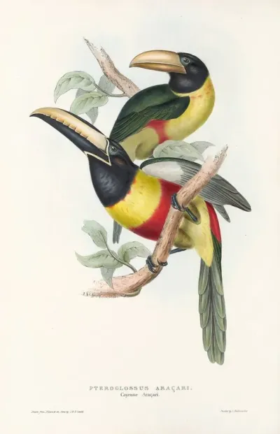 A Monograph Of The Ramphastidae Or Family Of Toucans Pl 12