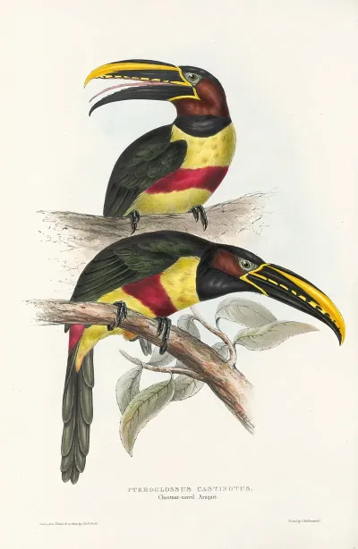 A Monograph Of The Ramphastidae Or Family Of Toucans Pl 13