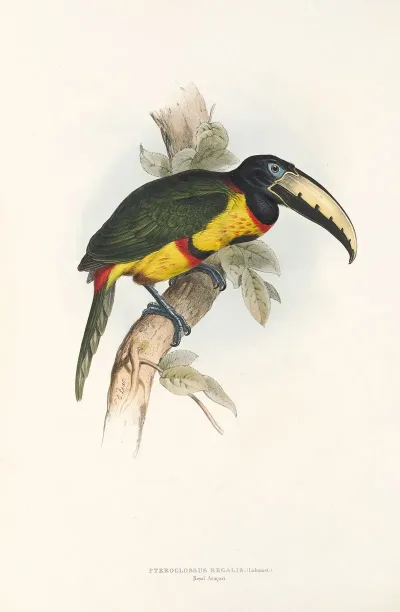 A Monograph Of The Ramphastidae Or Family Of Toucans Pl 14
