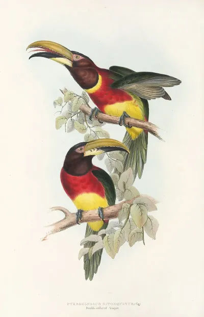 A Monograph Of The Ramphastidae Or Family Of Toucans Pl 16
