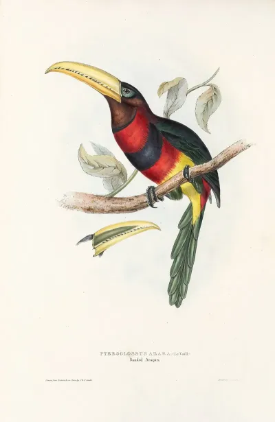 A Monograph Of The Ramphastidae Or Family Of Toucans Pl 17